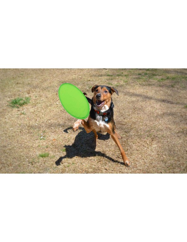 Frisbee